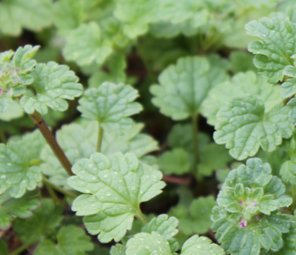 Leaves with lobed edgespng
